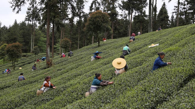贵州凤冈：“生态茶”产业成为村民增收的重要产业 第11张