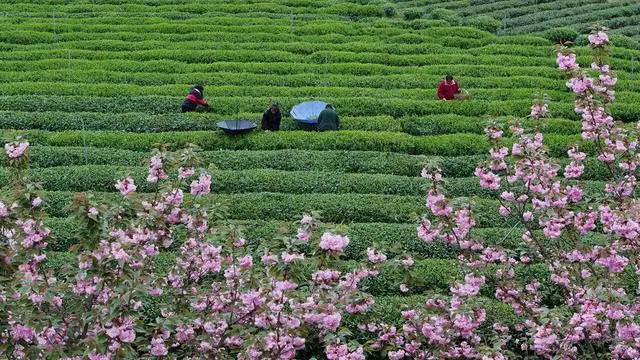 贵州凤冈：“生态茶”产业成为村民增收的重要产业 第10张