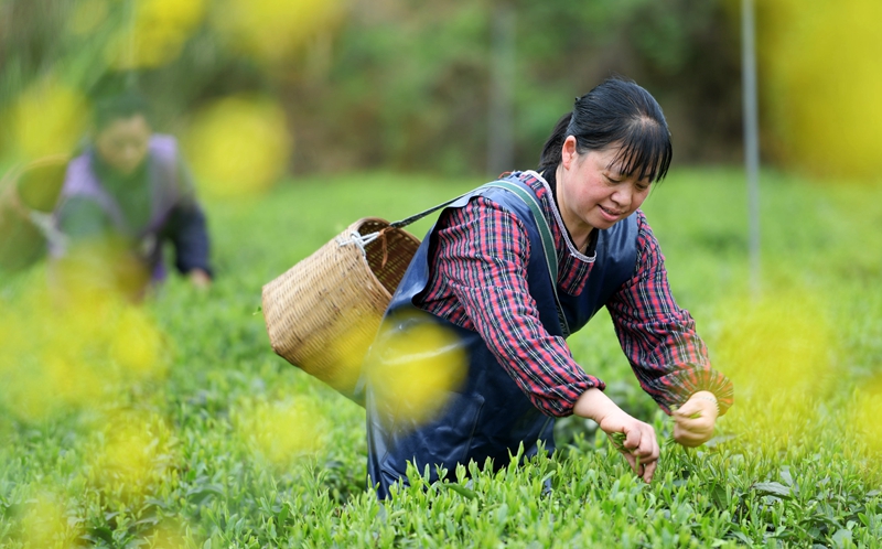 贵州凤冈：“生态茶”产业成为村民增收的重要产业 第3张