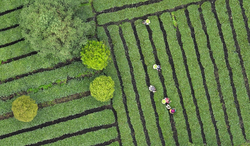 贵州凤冈：“生态茶”产业成为村民增收的重要产业 第6张