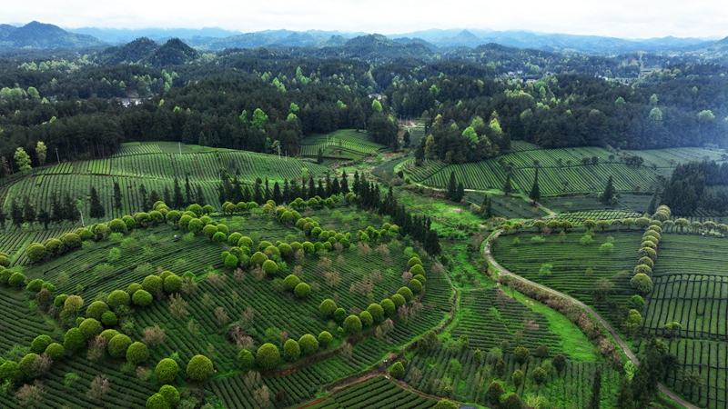 贵州凤冈：“生态茶”产业成为村民增收的重要产业 第1张