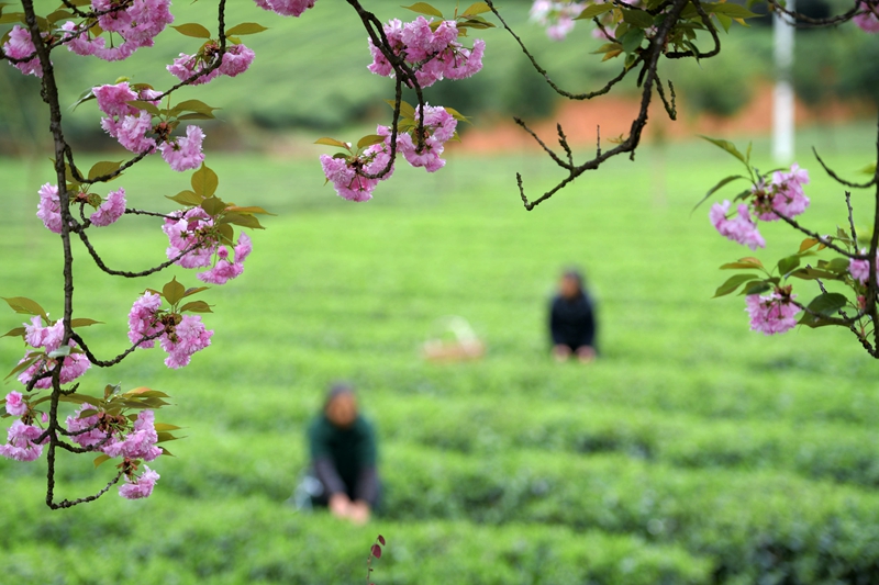 贵州凤冈：“生态茶”产业成为村民增收的重要产业 第5张