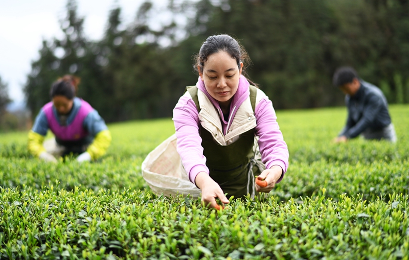 贵州凤冈：“生态茶”产业成为村民增收的重要产业