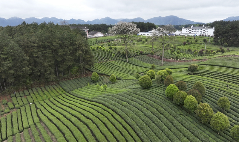 贵州凤冈：“生态茶”产业成为村民增收的重要产业 第2张